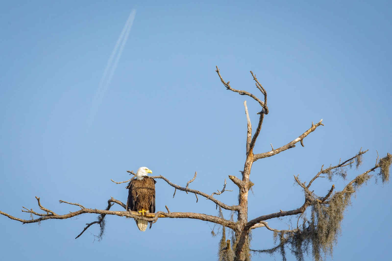 Bald Eagle Male Sitting On Branch With High Flying Airliner