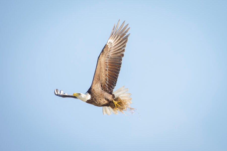 Bald Eagle Female Returning To Nest With Fresh Bedding