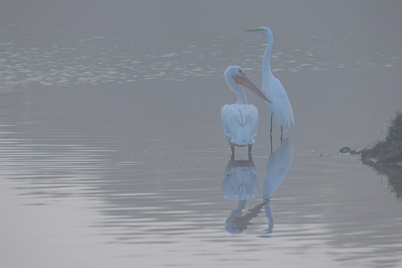 White Pelican And Great Egret In Morning Fog