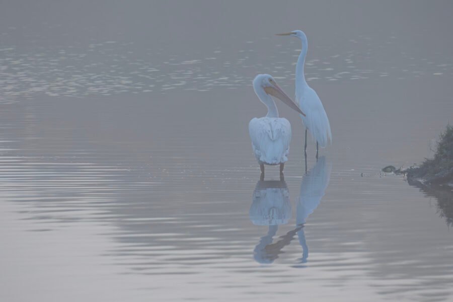 White Pelican And Great Egret In Morning Fog