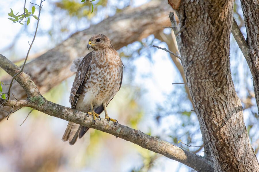 Red Shouldered Hawk Looking Over Right Shoulder