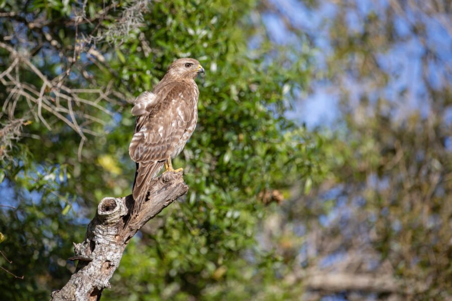 Red Shouldered Hawk On End Of Branch With Ruffled Feather