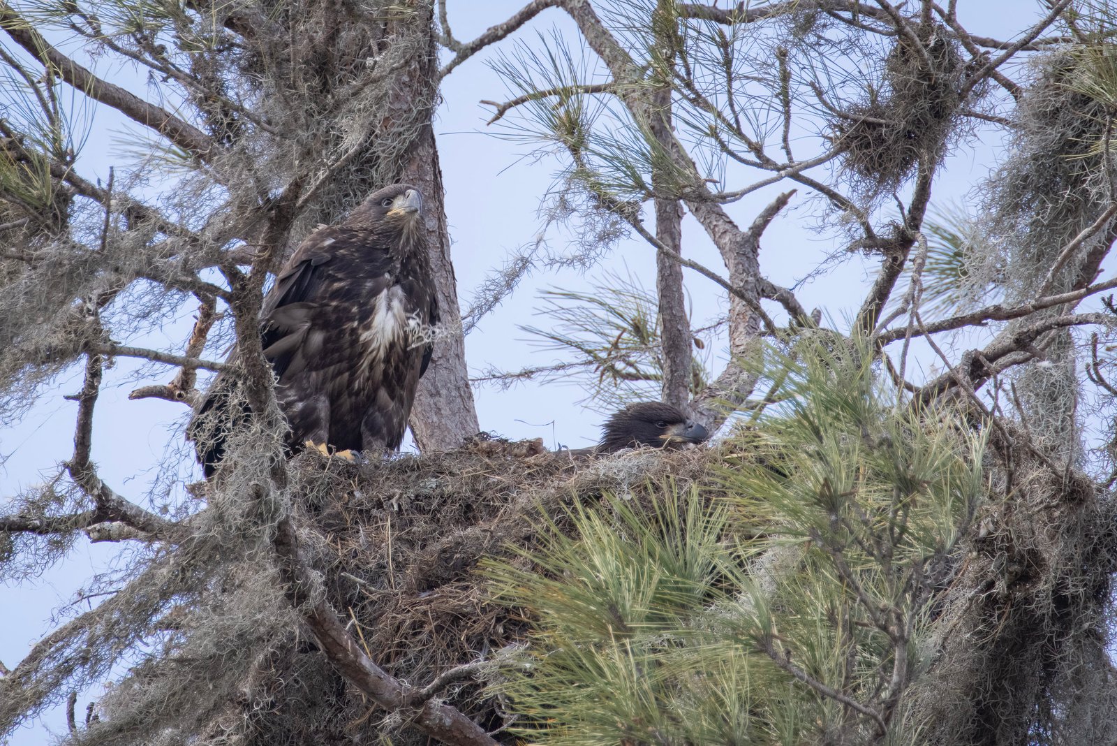 Bald Eagle Juveniles Resting In Nest