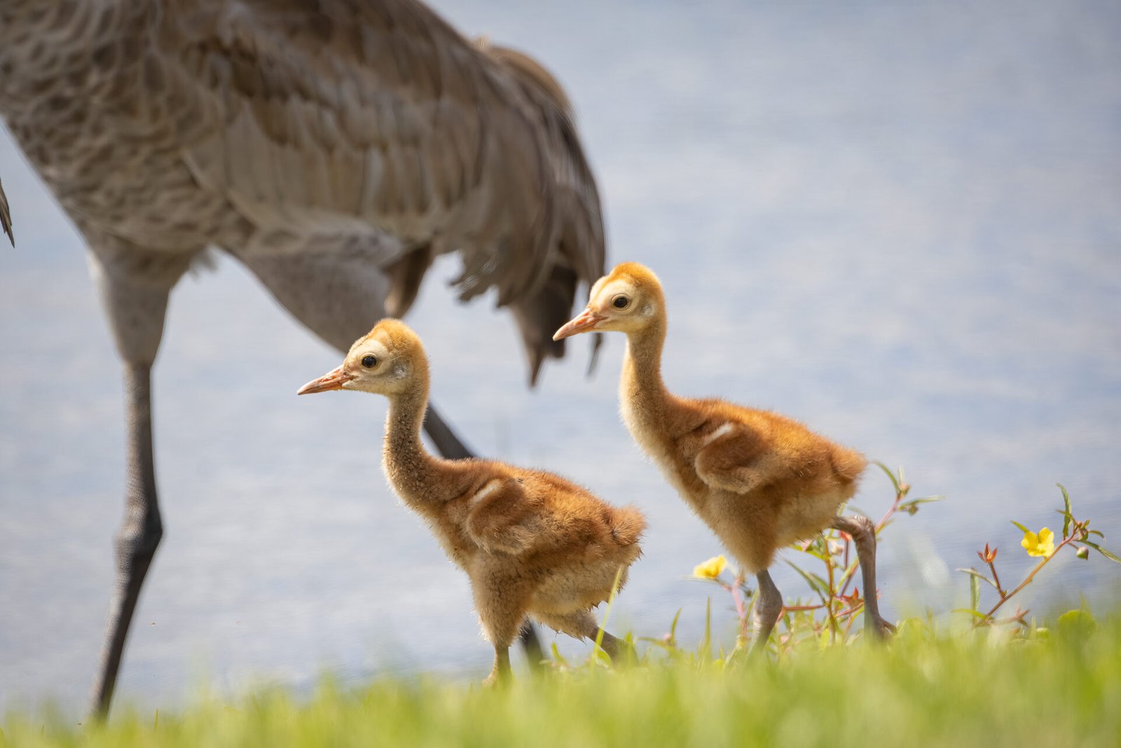 Sandhill Crane Babies With Mom