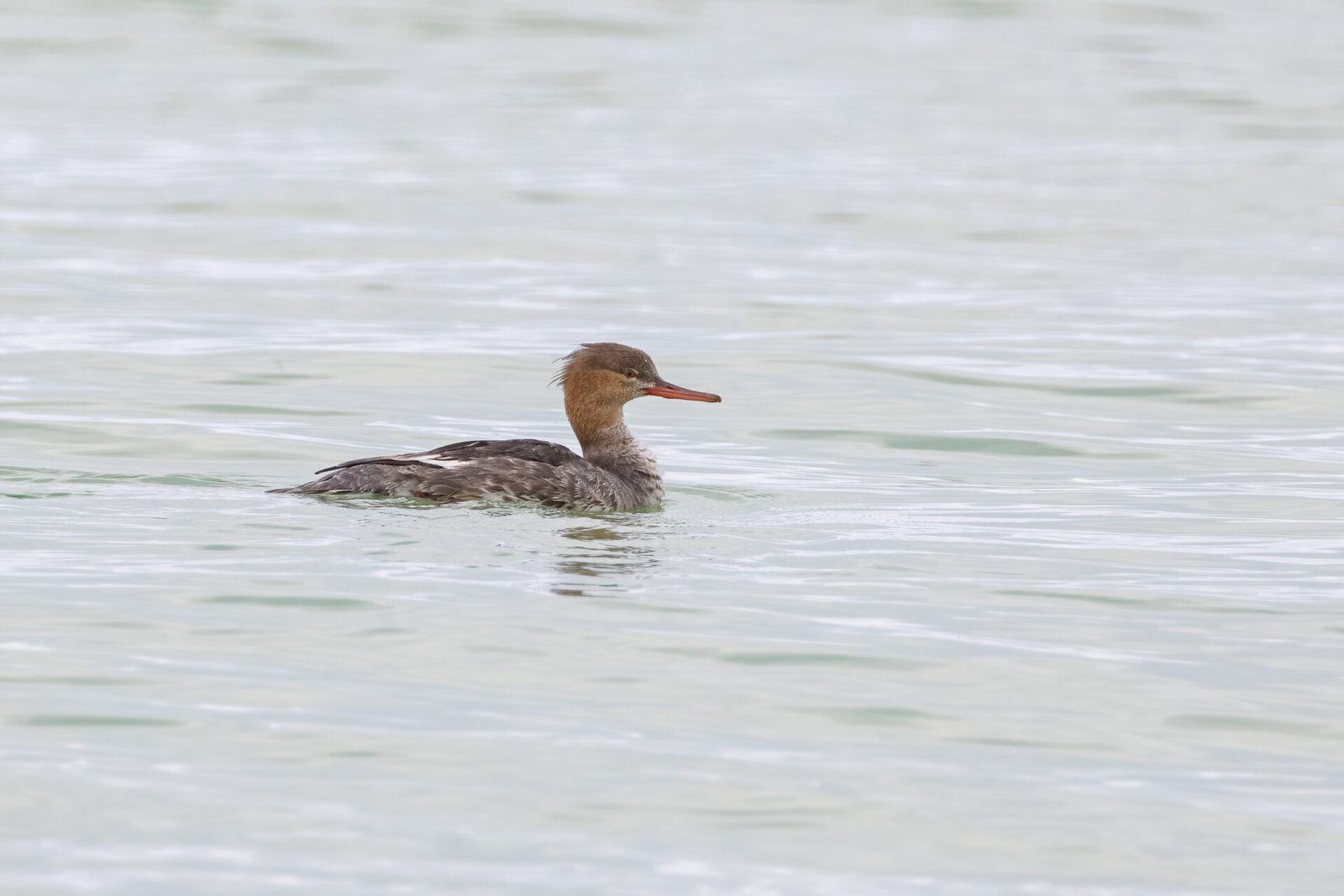 Red Breasted Merganser Swimming To Right