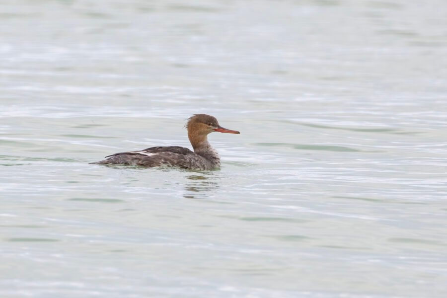 Red Breasted Merganser Swimming To Right