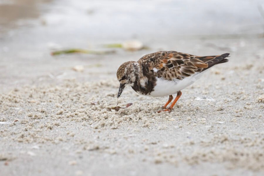 Ruddy Turnstone With Worm