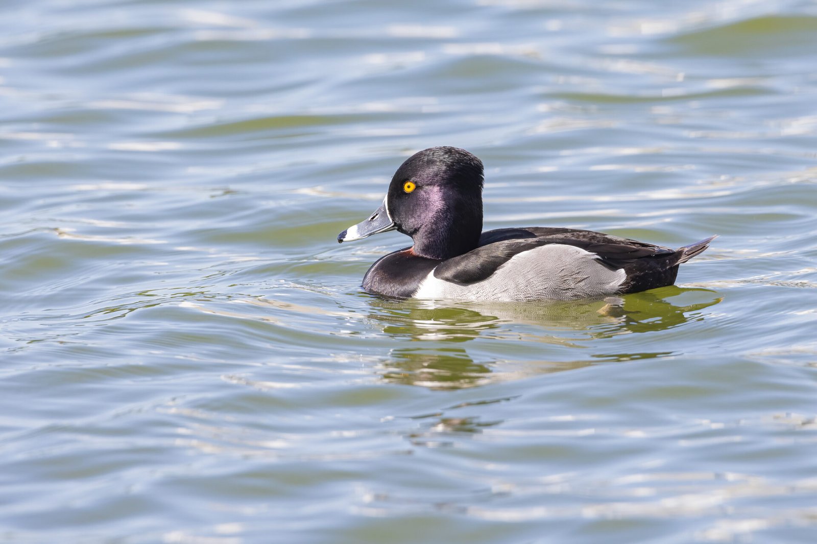 Ring Necked Male Swimming Across Lake