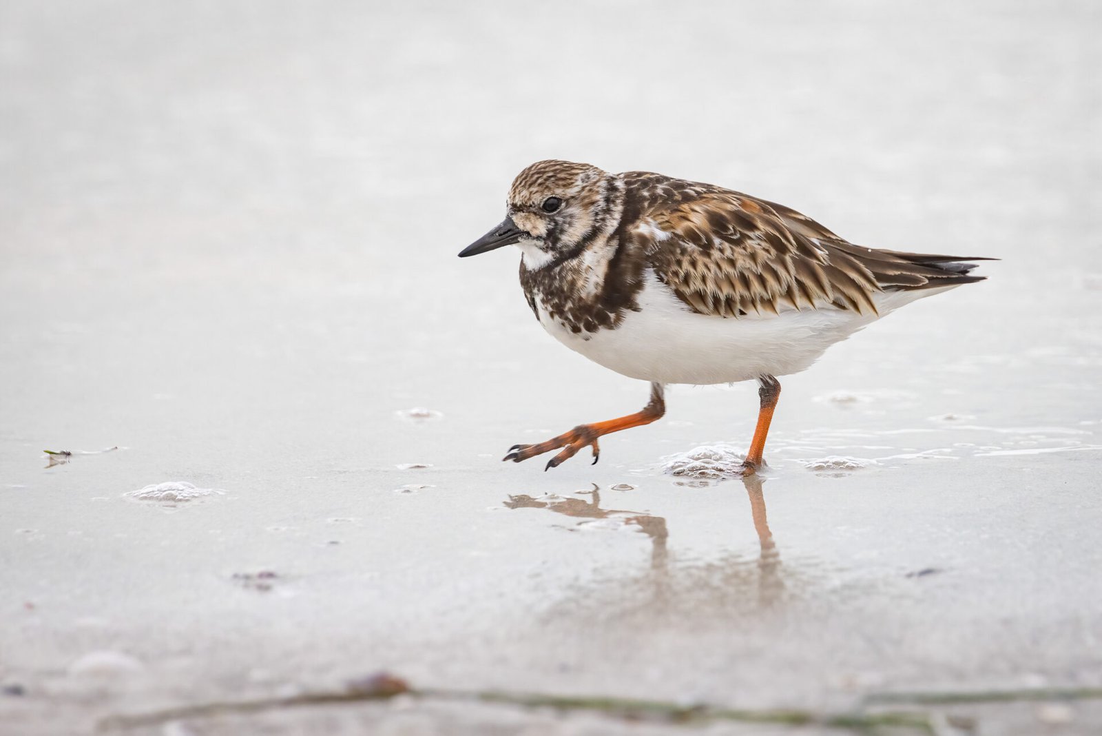 Ruddy Turnstone Walking Along Water Edge