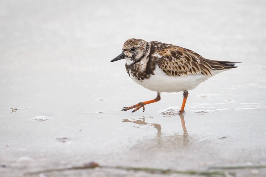 Ruddy Turnstone Walking Along Water Edge