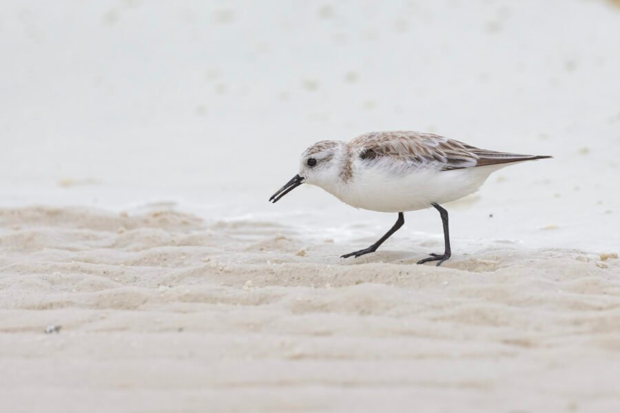 Sanderling Foraging Along Edge Of Water