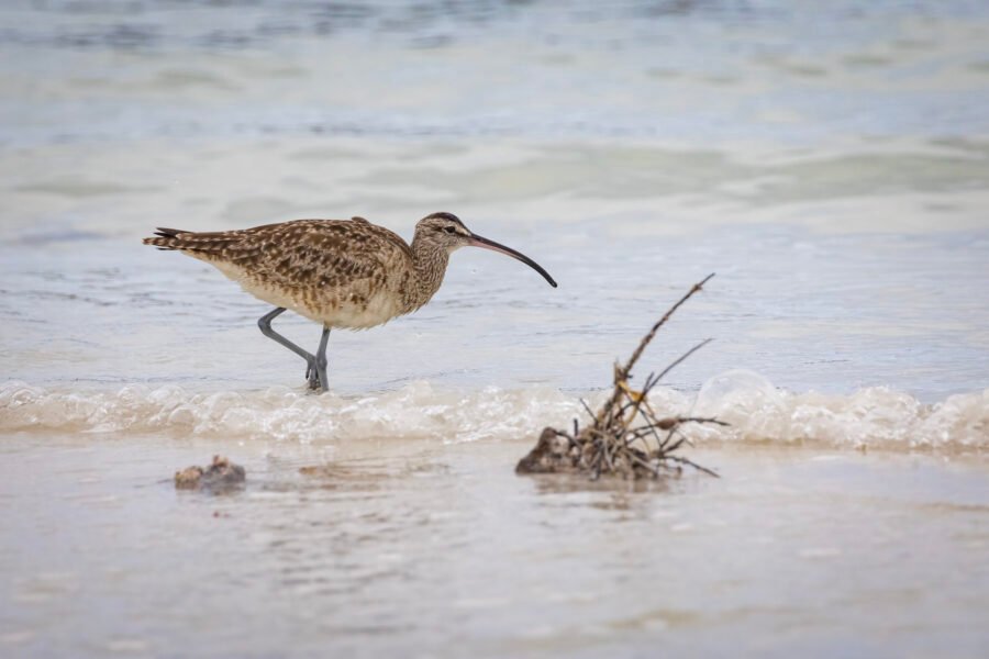 Whimbrel Looking For Food