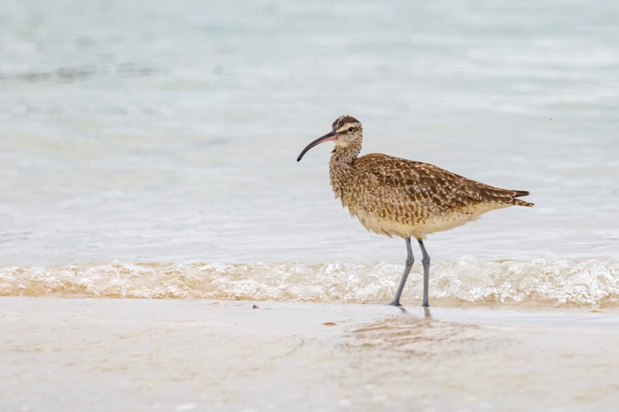 Whimbrel Pausing Along Shore
