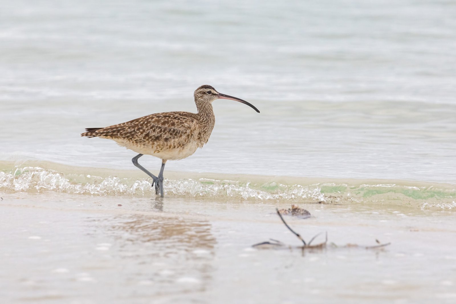 Whimbrel Walking Along Water Edge
