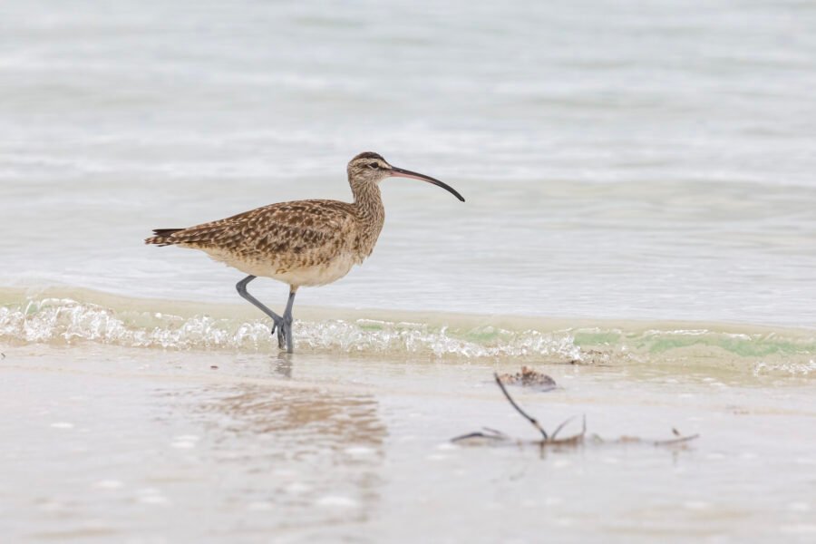 Whimbrel Walking Along Water Edge
