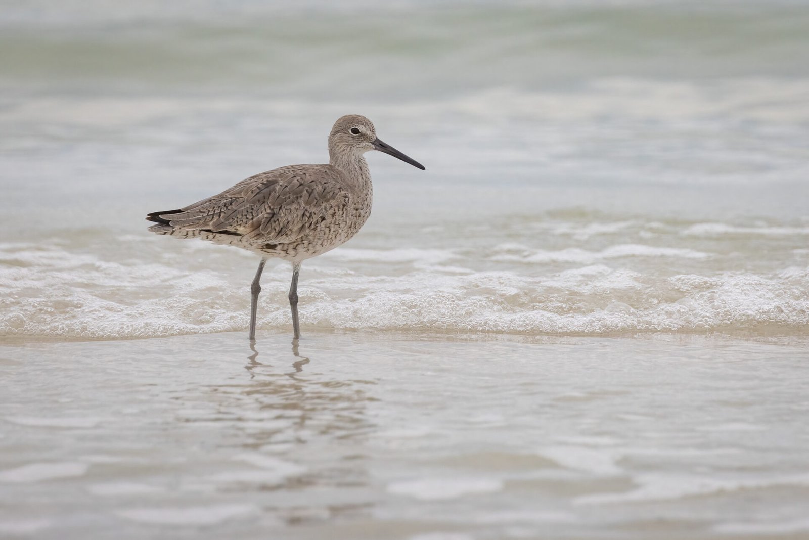 Willet Standing In Edge Of Surf