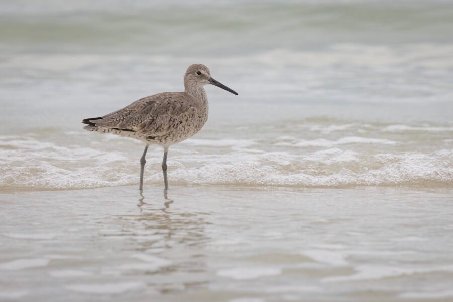Willet Standing In Edge Of Surf