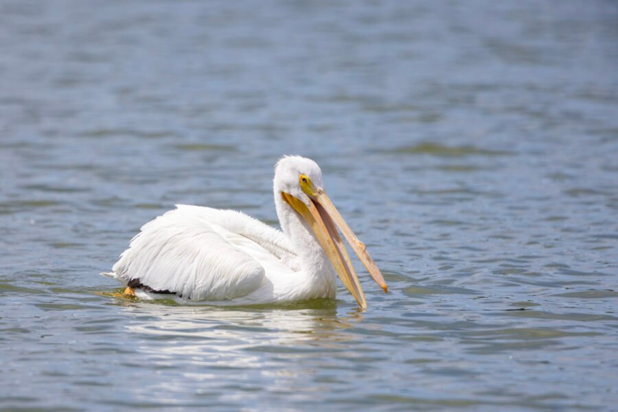 White Pelican With Open Bill