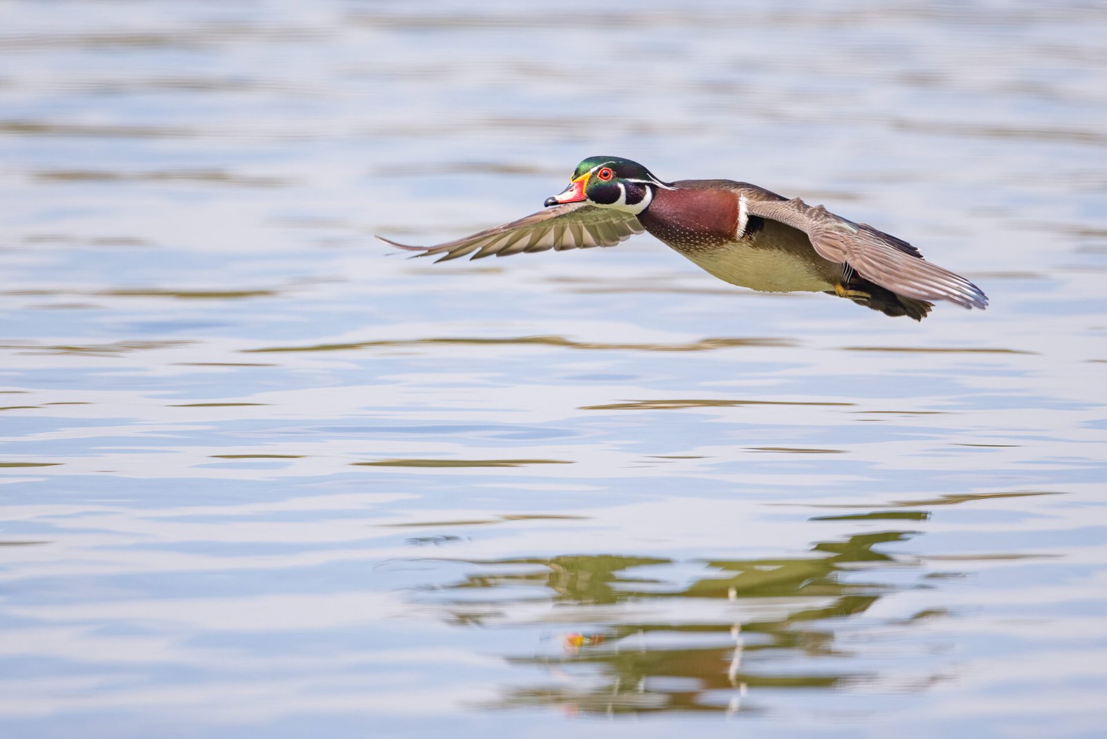 Wood Duck Gliding Over Water