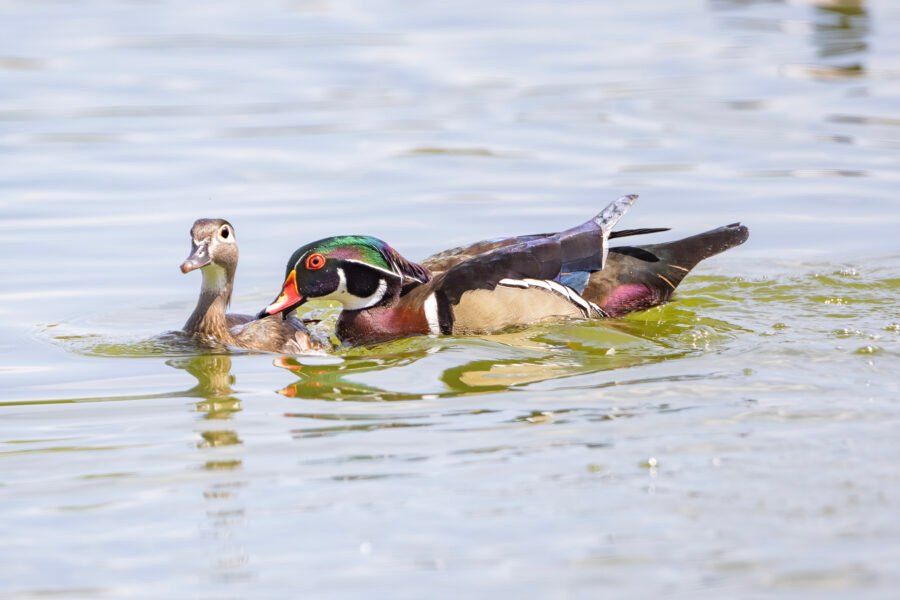 Wood Ducks Courting On Water