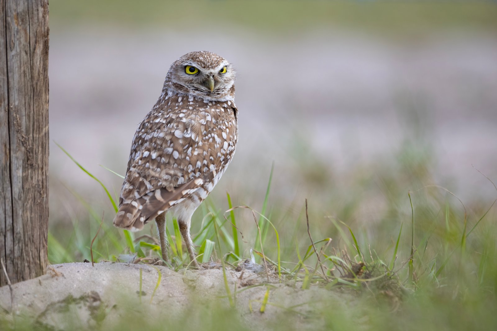 Burrowing Owl Looking Back Over Right Shoulder