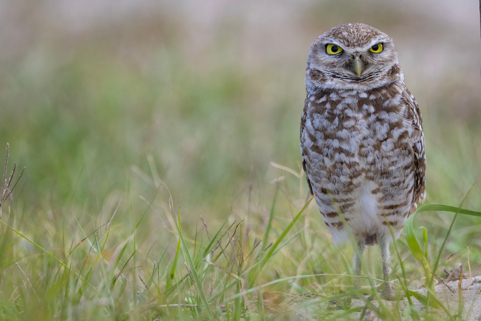 Burrowing Owl On Ground By Nest