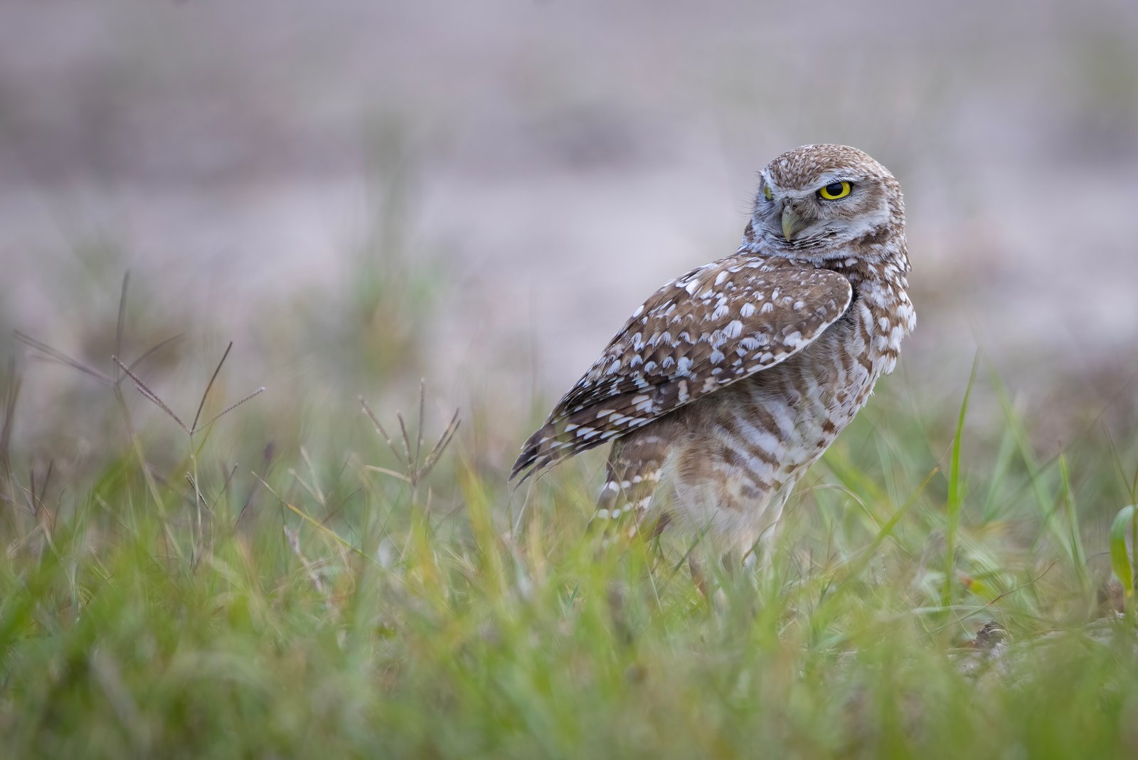 Burrowing Owl Stretching Right Wing