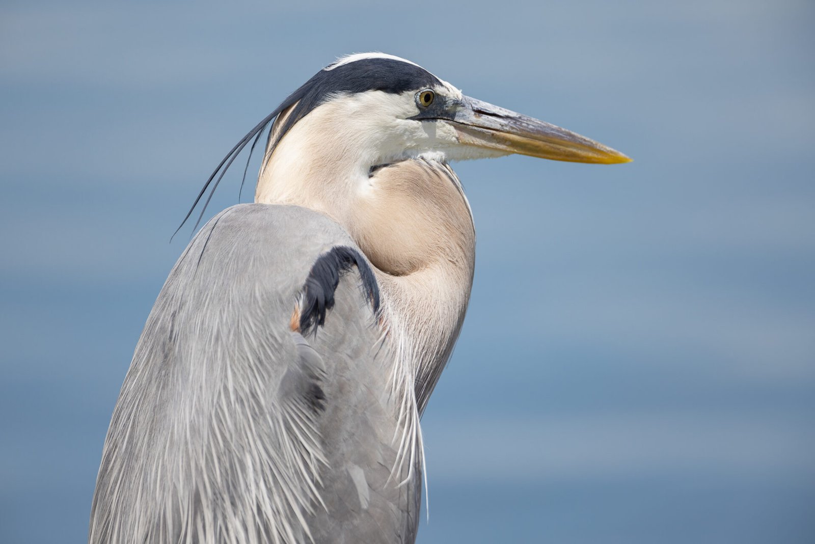 Great Blue Heron Resting By Lake