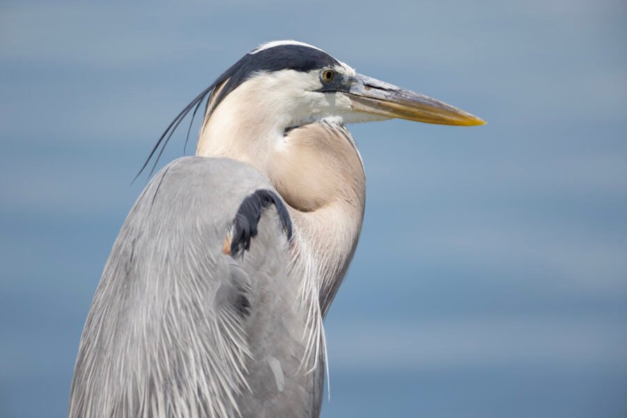 Great Blue Heron Resting By Lake