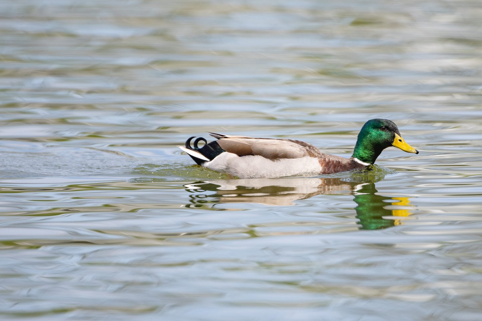 Mallard Drake Cruising Along Water