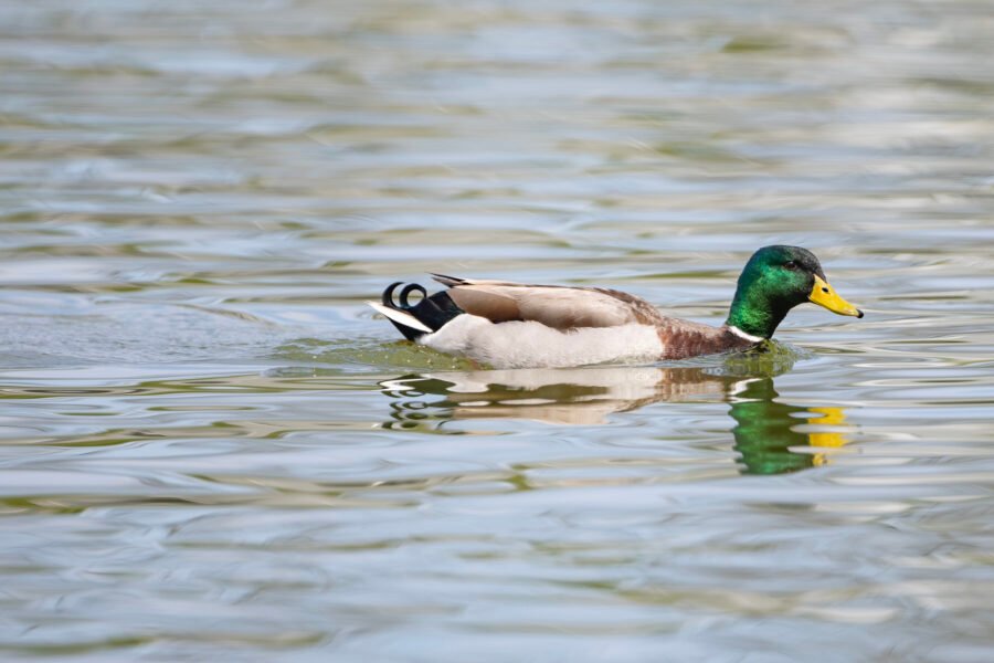 Mallard Drake Cruising Along Water