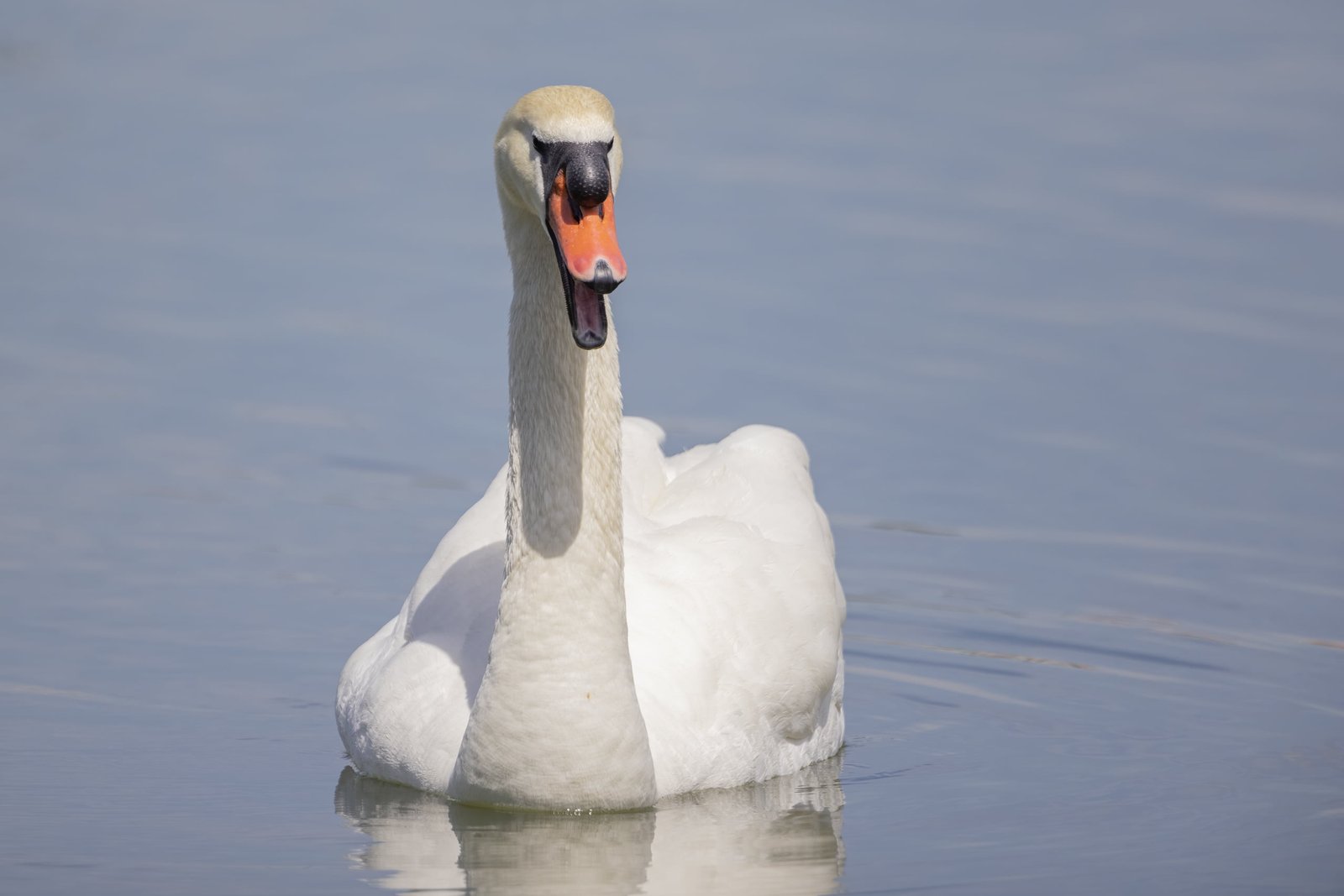 Mute Swan Chattering