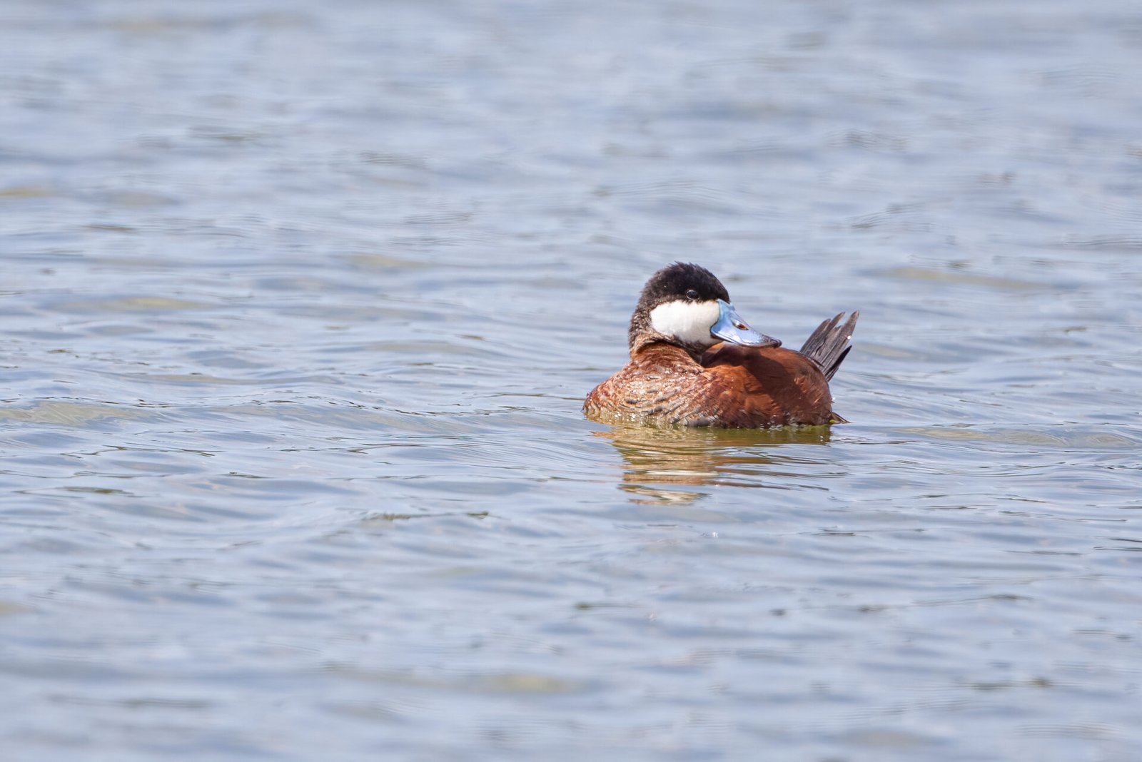 Ruddy Duck Male Looking Over Shoulder