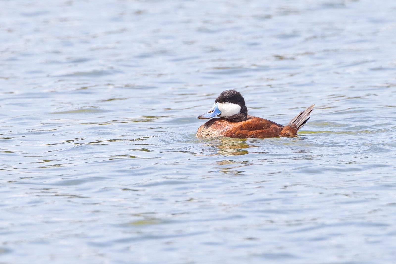 Ruddy Duck Male Resting On Lake