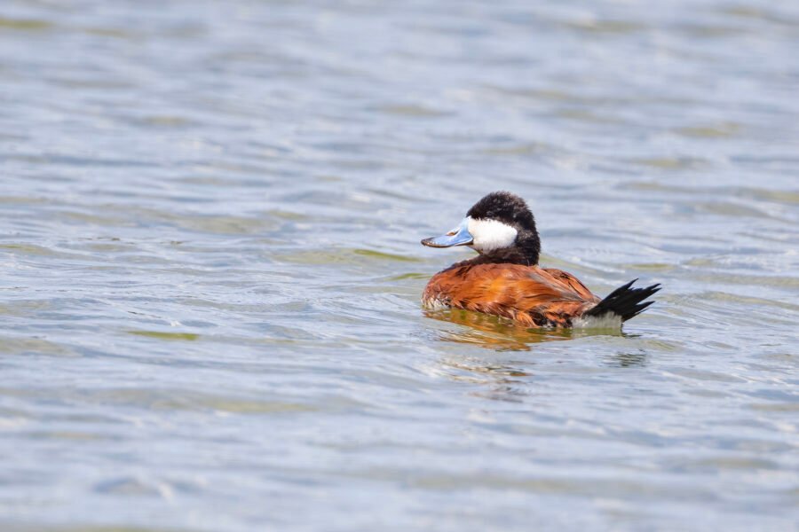 Ruddy Duck Male Swimming Away