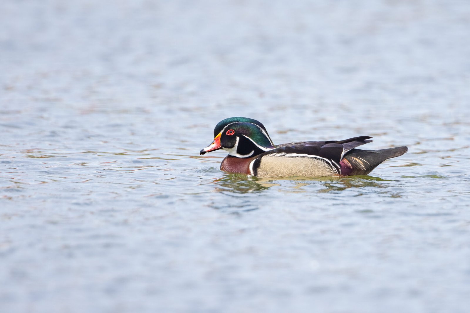 Wood Duck Drake Cruising Open Water