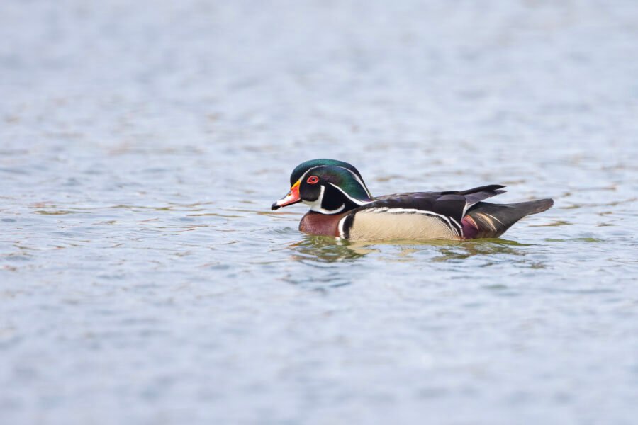 Wood Duck Drake Cruising Open Water