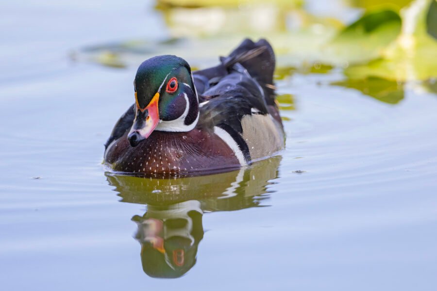 Wood Duck Drake Resting Along Lily Pads