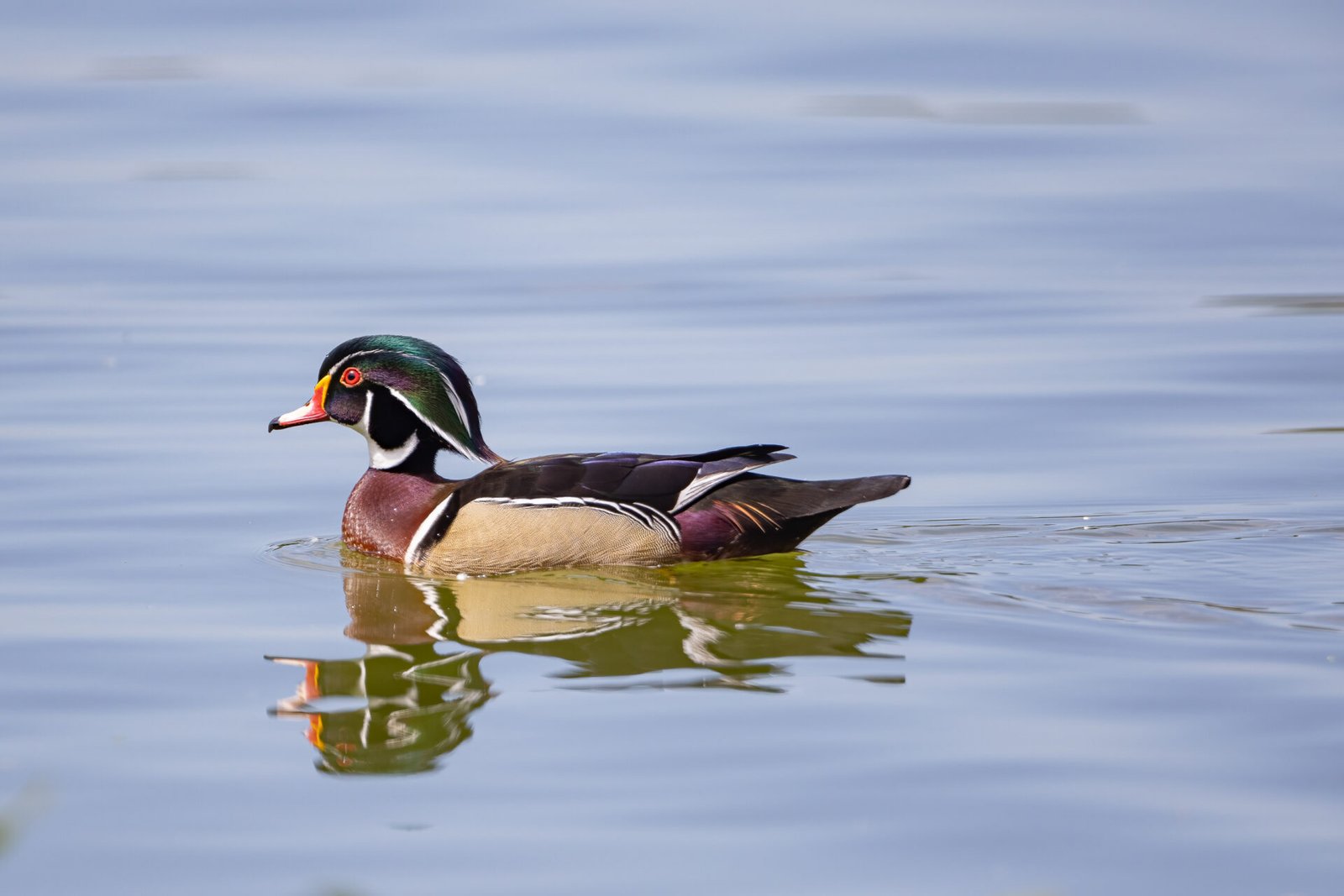 Wood Duck Drake Resting On Water With Reflection