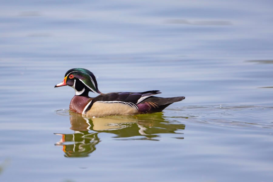 Wood Duck Drake Resting On Water With Reflection