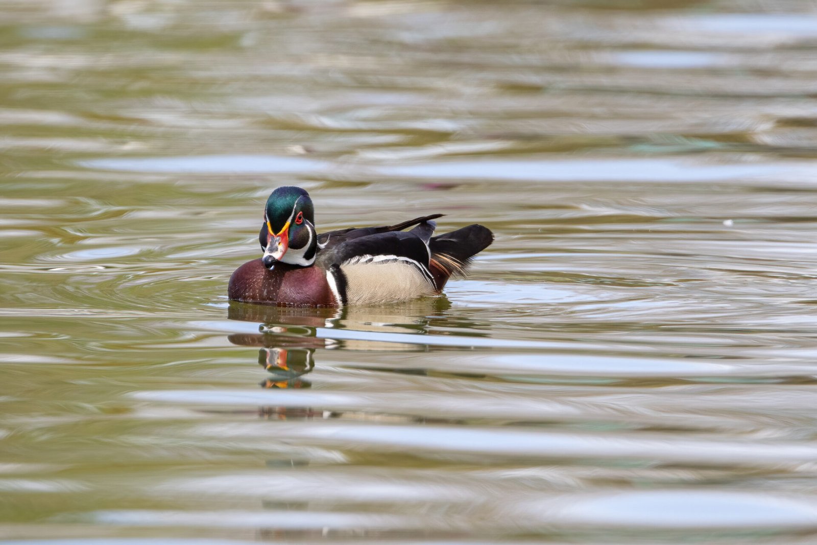 Wood Duck Drake Swimming Toward Shore