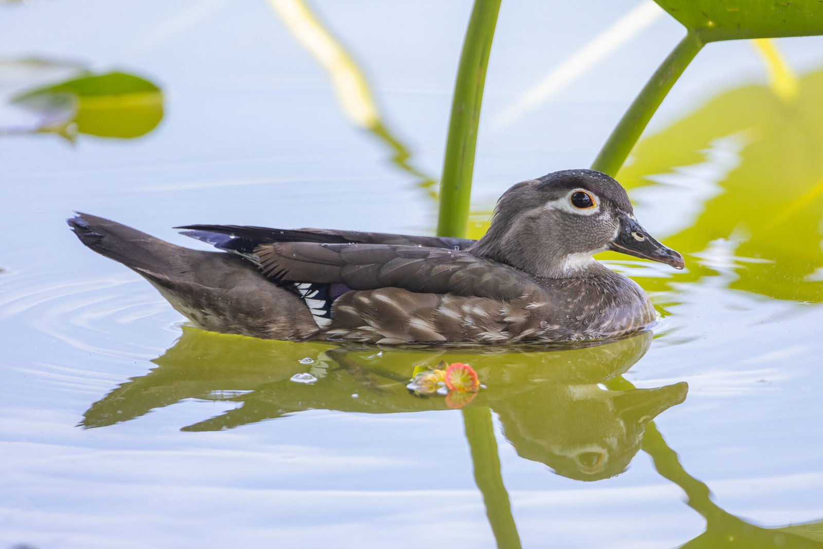 Wood Duck Female Cruising Through Lily Pads