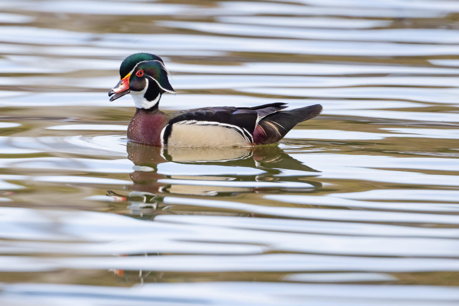 Wood Duck Male Chattering