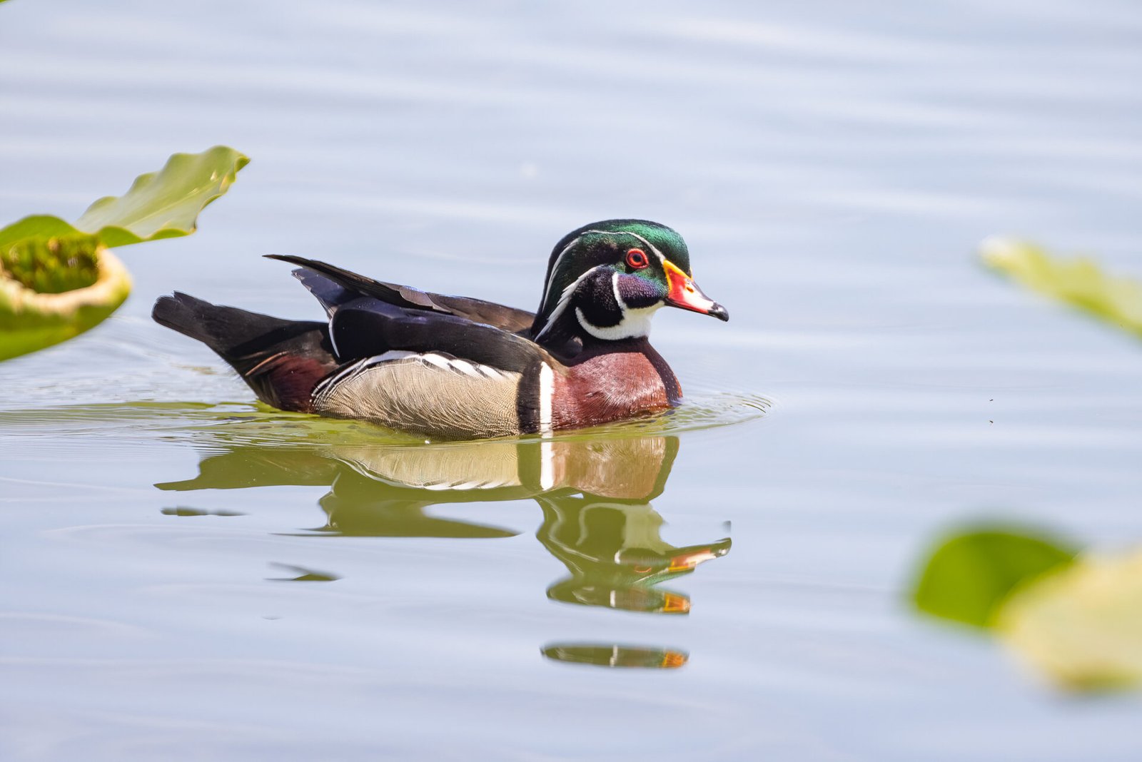 Wood Duck Male Cruising Past Lily Pads