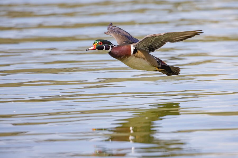 Wood Duck Sailing In For Landing