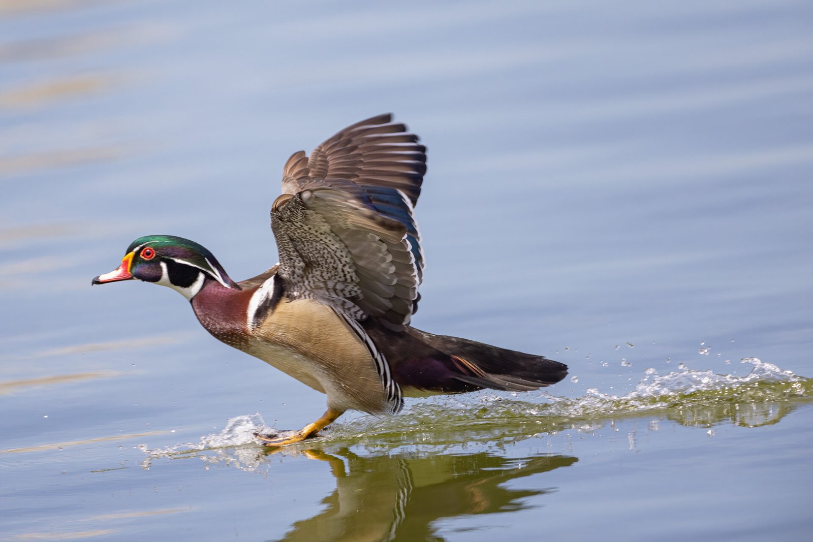 Wood Duck Touching Down On Water