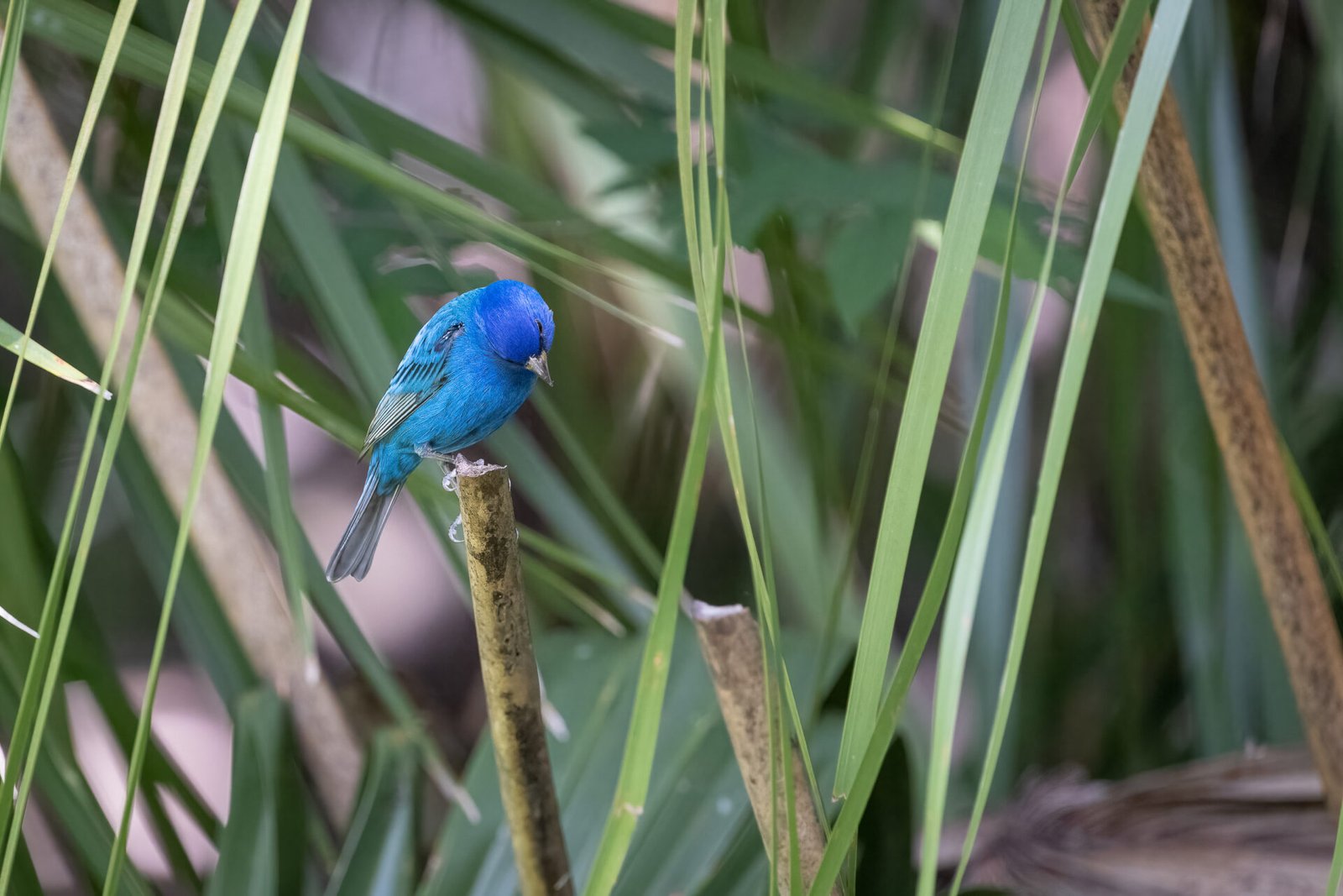 Indigo Bunting Male Looking Down From Branch
