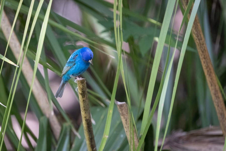 Indigo Bunting Male Looking Down From Branch