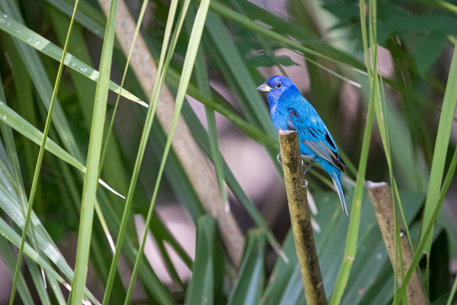 Indigo Bunting Male On Branch