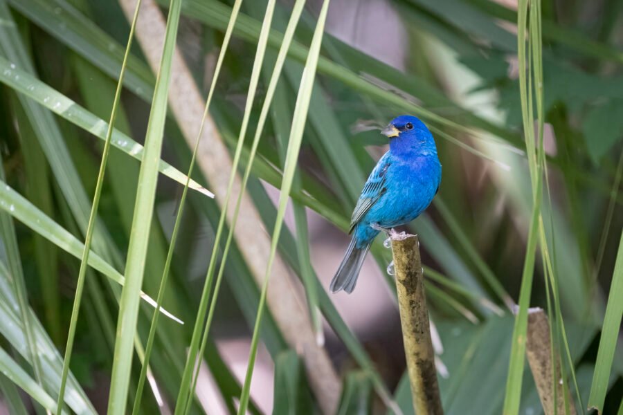 Indigo Bunting Male On End Of Palmetto Branch